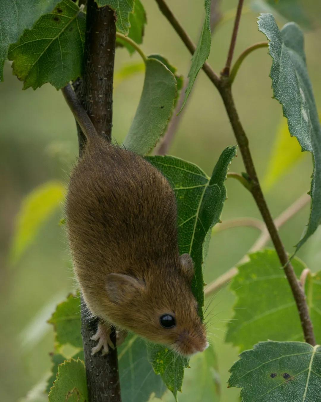 Rodents Control
