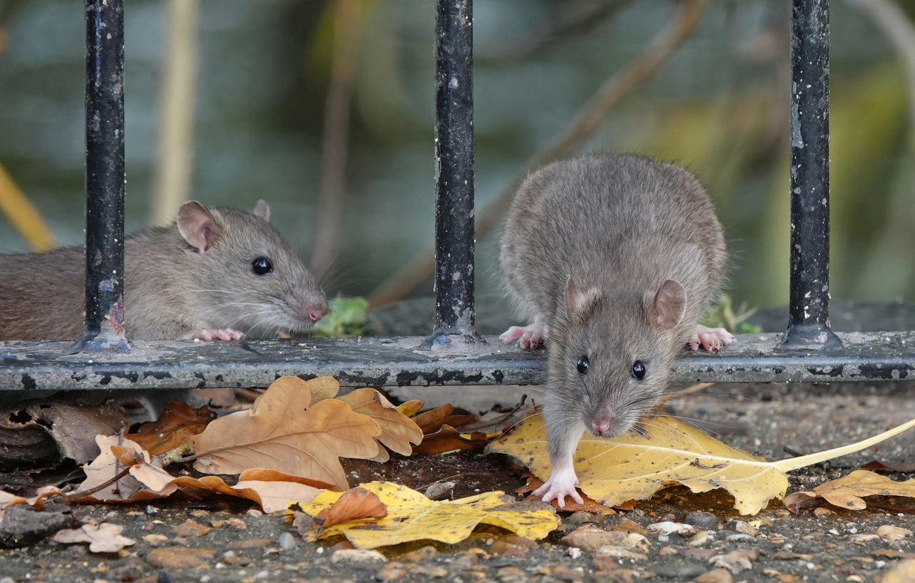 Rodent Rodent