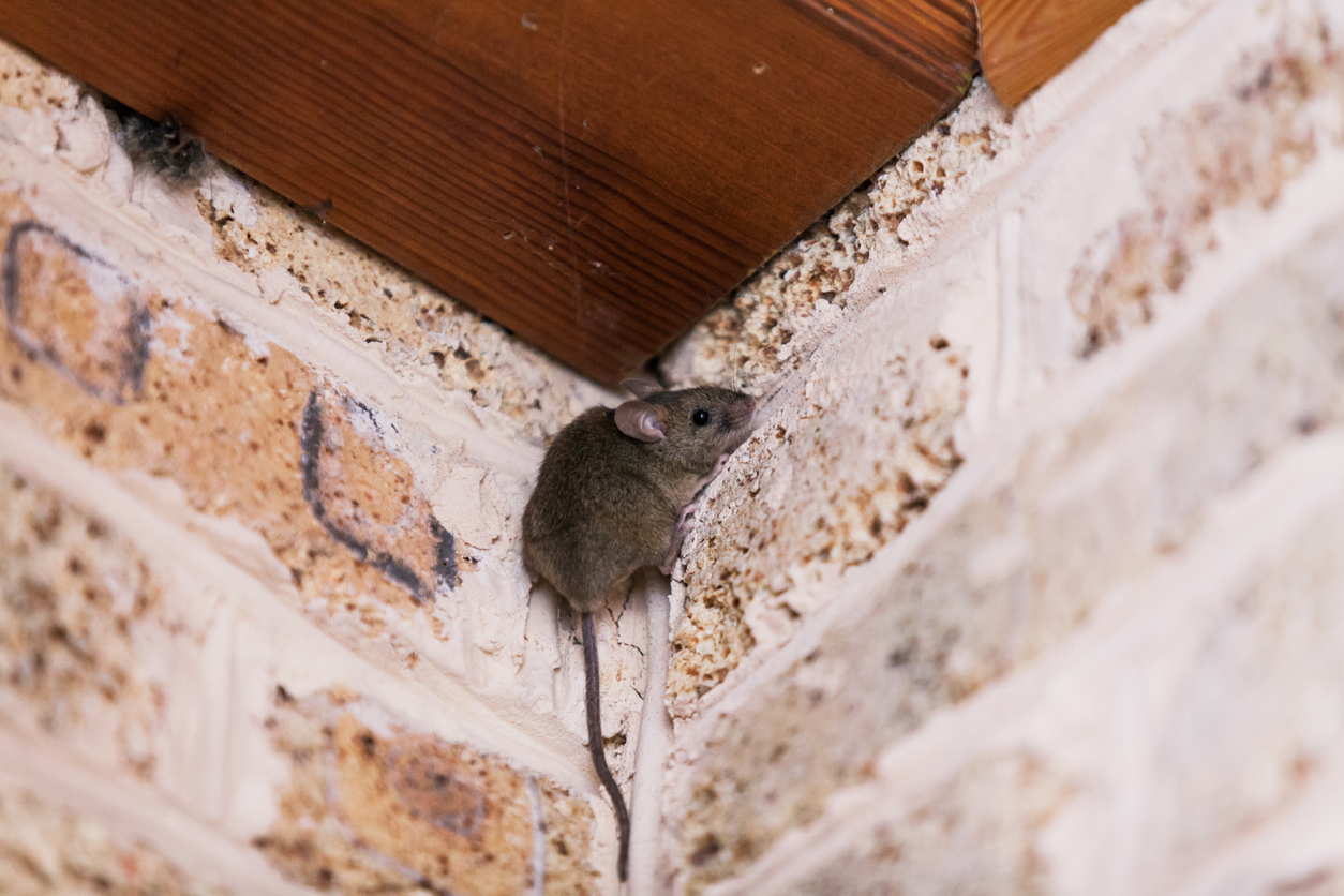 Image of rodent