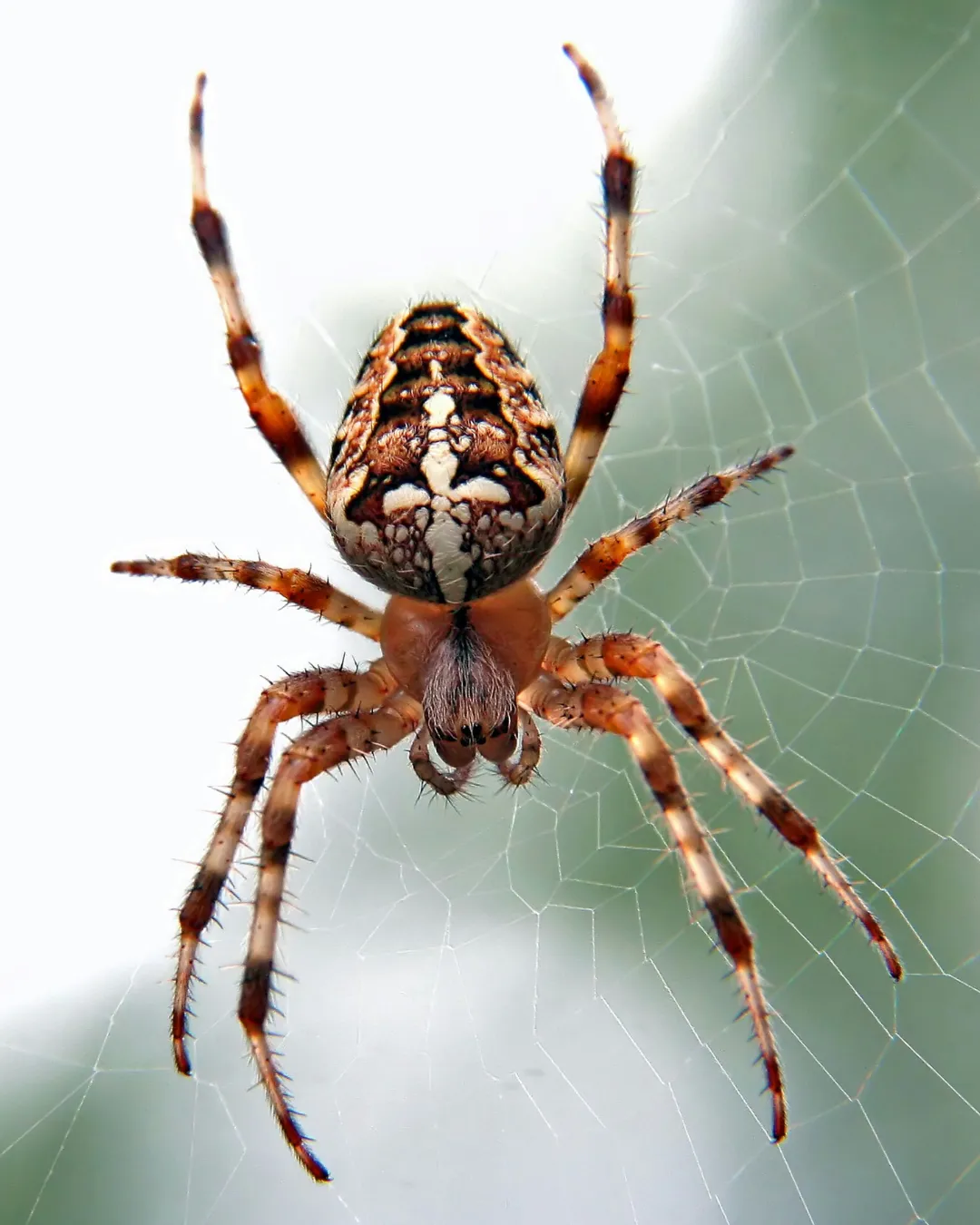 Spiders Control
