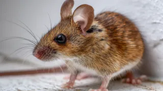Winter Pests? Mid-Season Check-Up for Appalachian Homes
