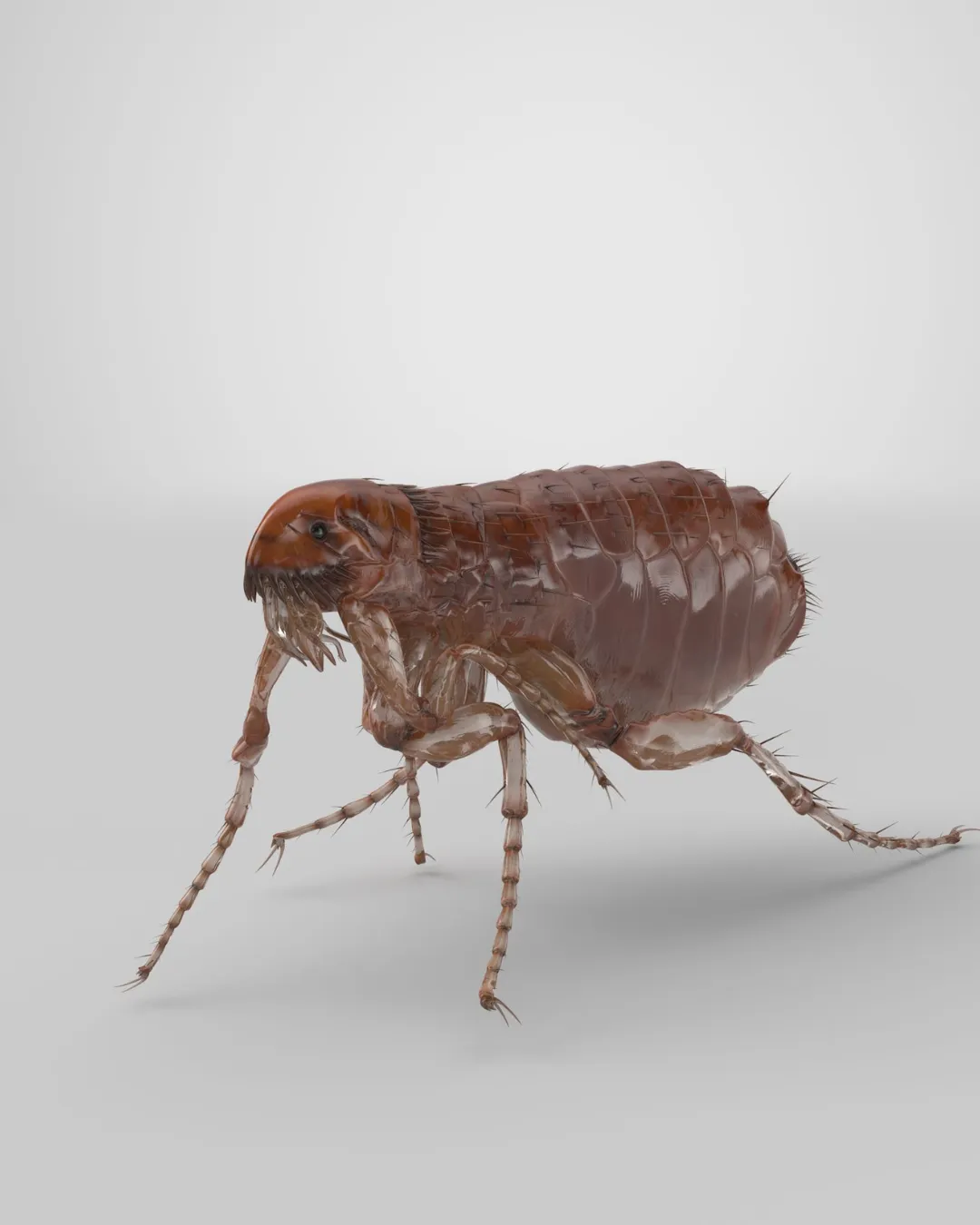 fleas