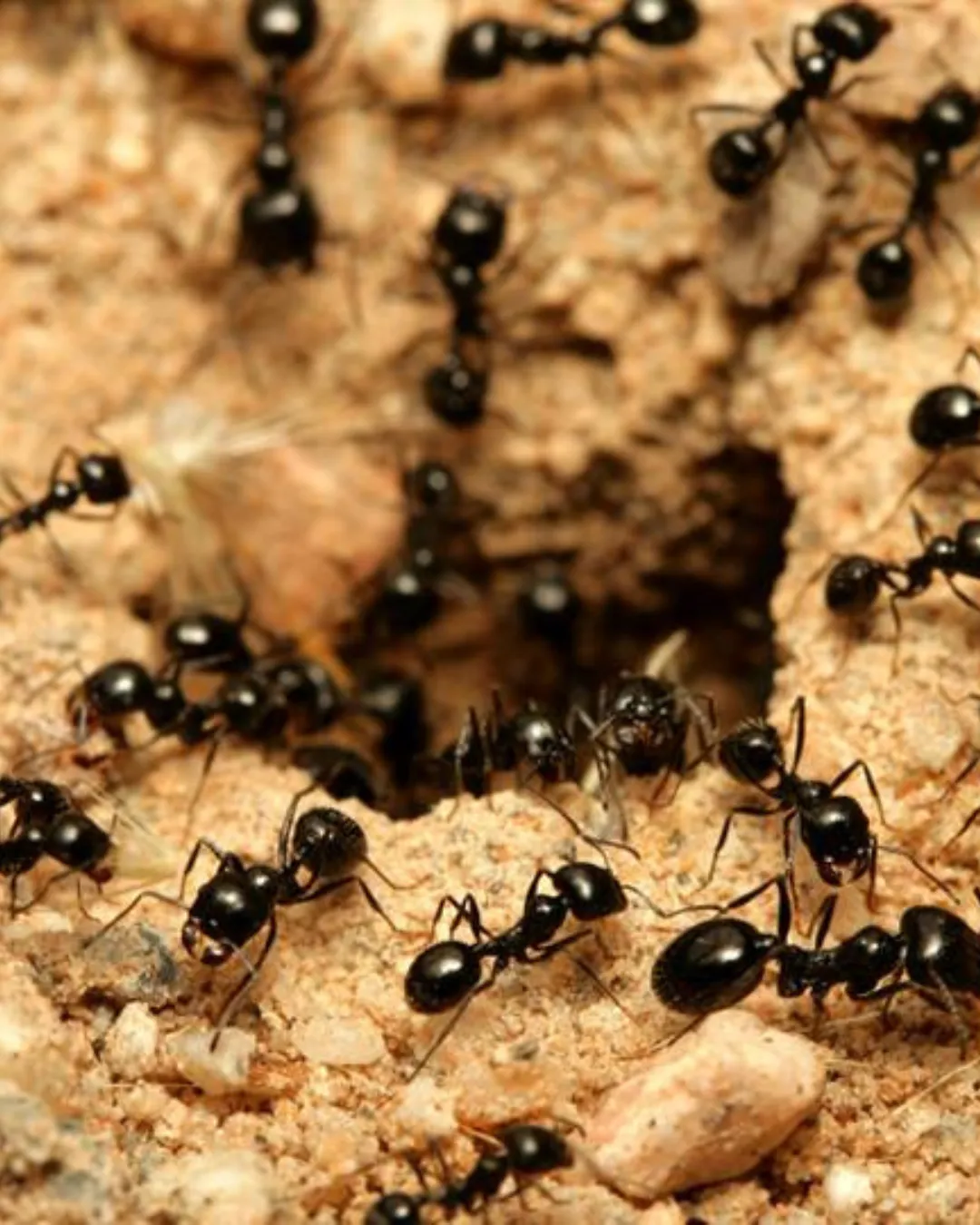ants