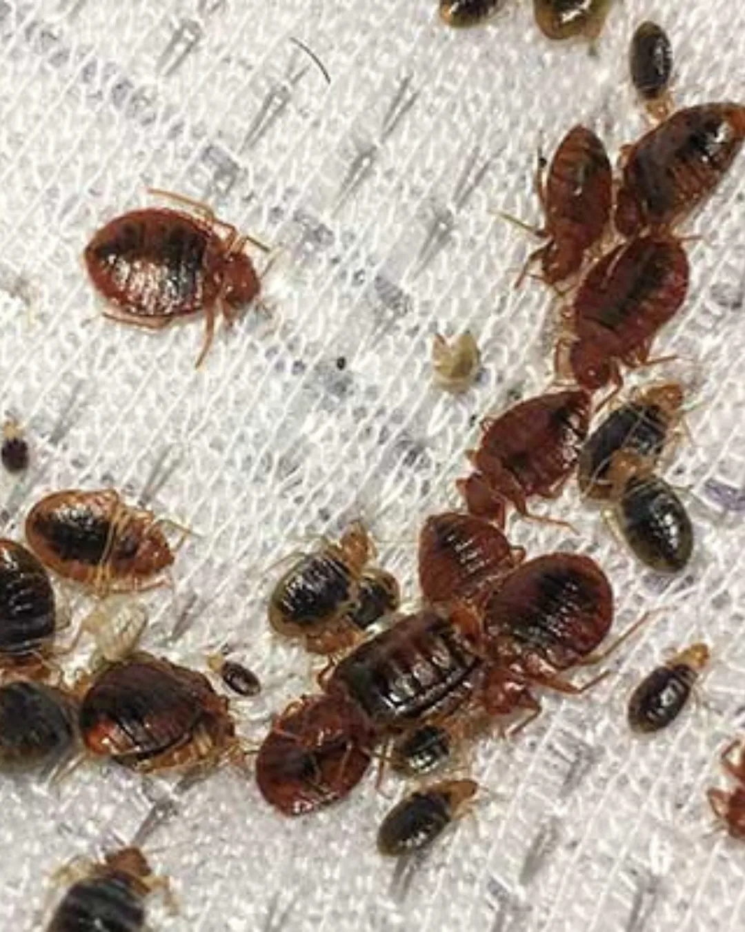 Bed Bug Control