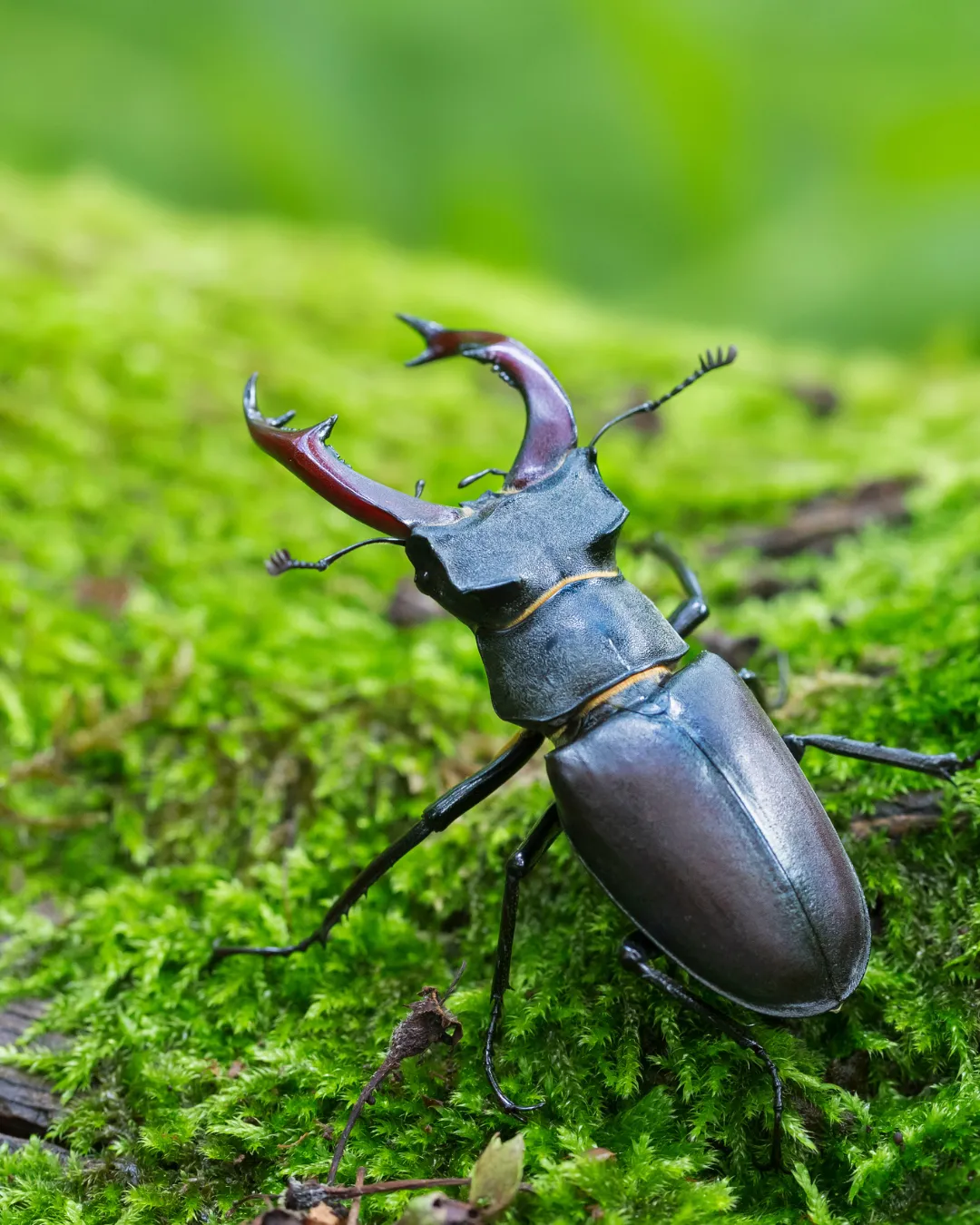 Beetles Control
